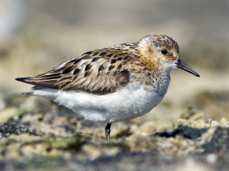 Little Stint